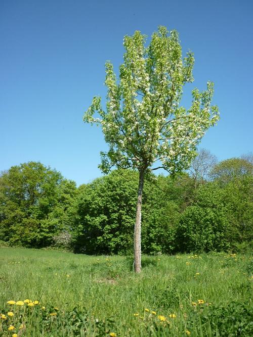 Der neugepflanzte Birnbaum auf dem Garzer Burgwall